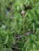 čepičatka močálová (Houby), Galerina paludosa (Fungi)